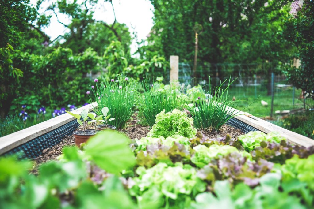 own vegtable garden at home