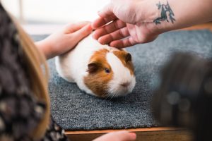 Hamster pet with kids